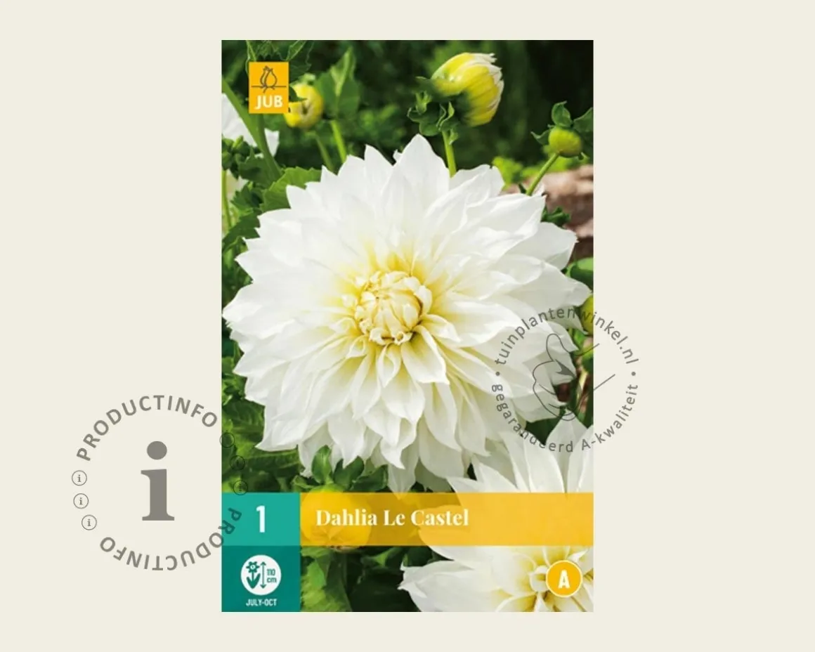 Dahlia 'Le Castel'