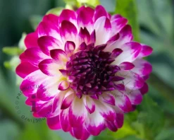 Dahlia 'Little Robert'