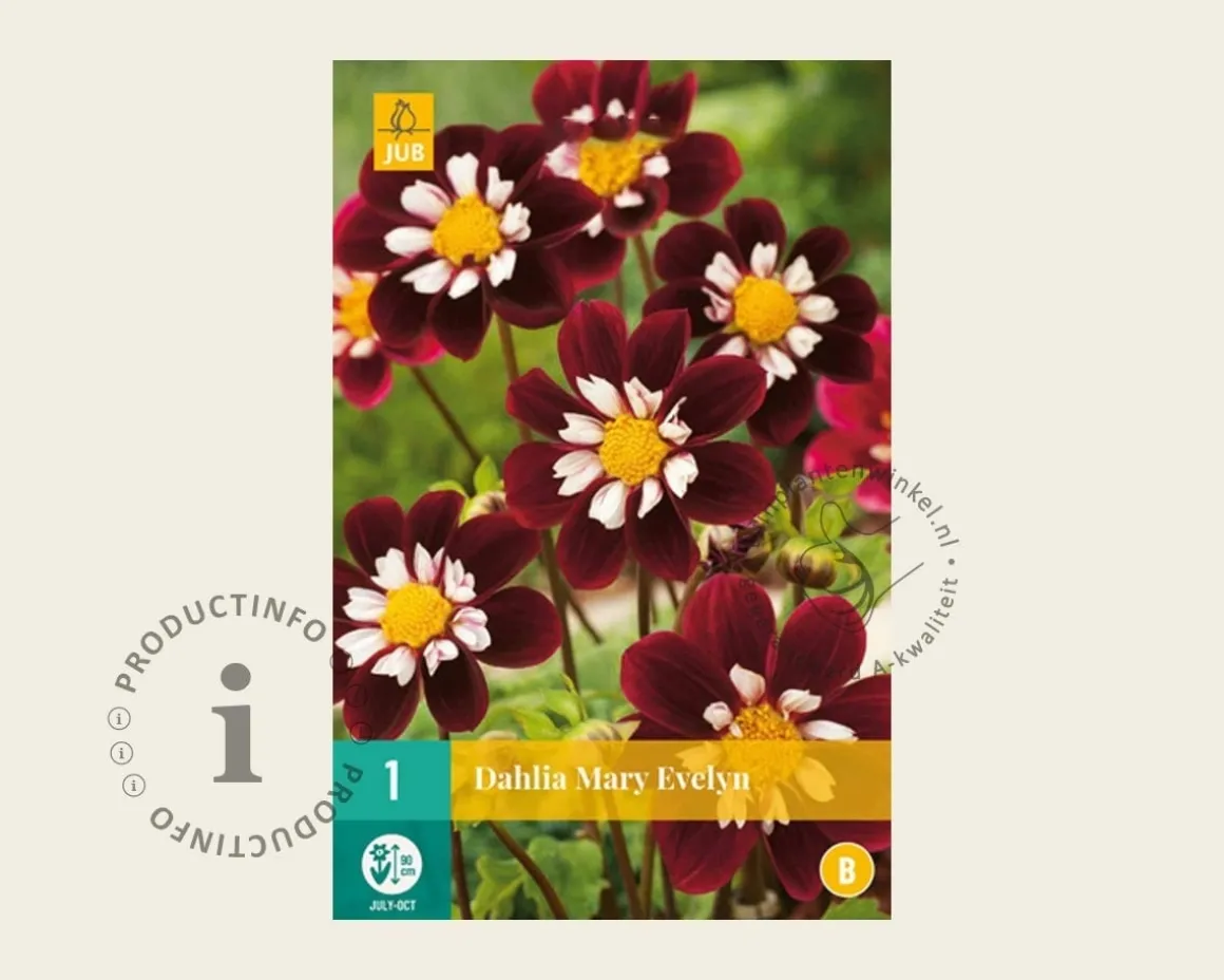 Dahlia 'Mary Evelyn'