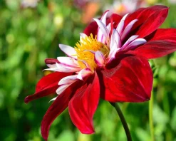 Dahlia 'Mary Evelyn'