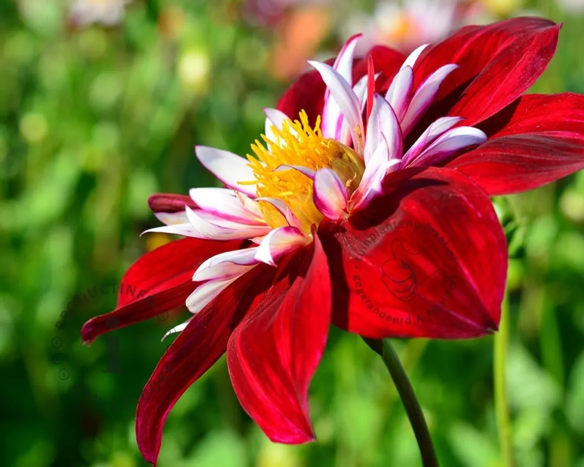 Dahlia 'Mary Evelyn'