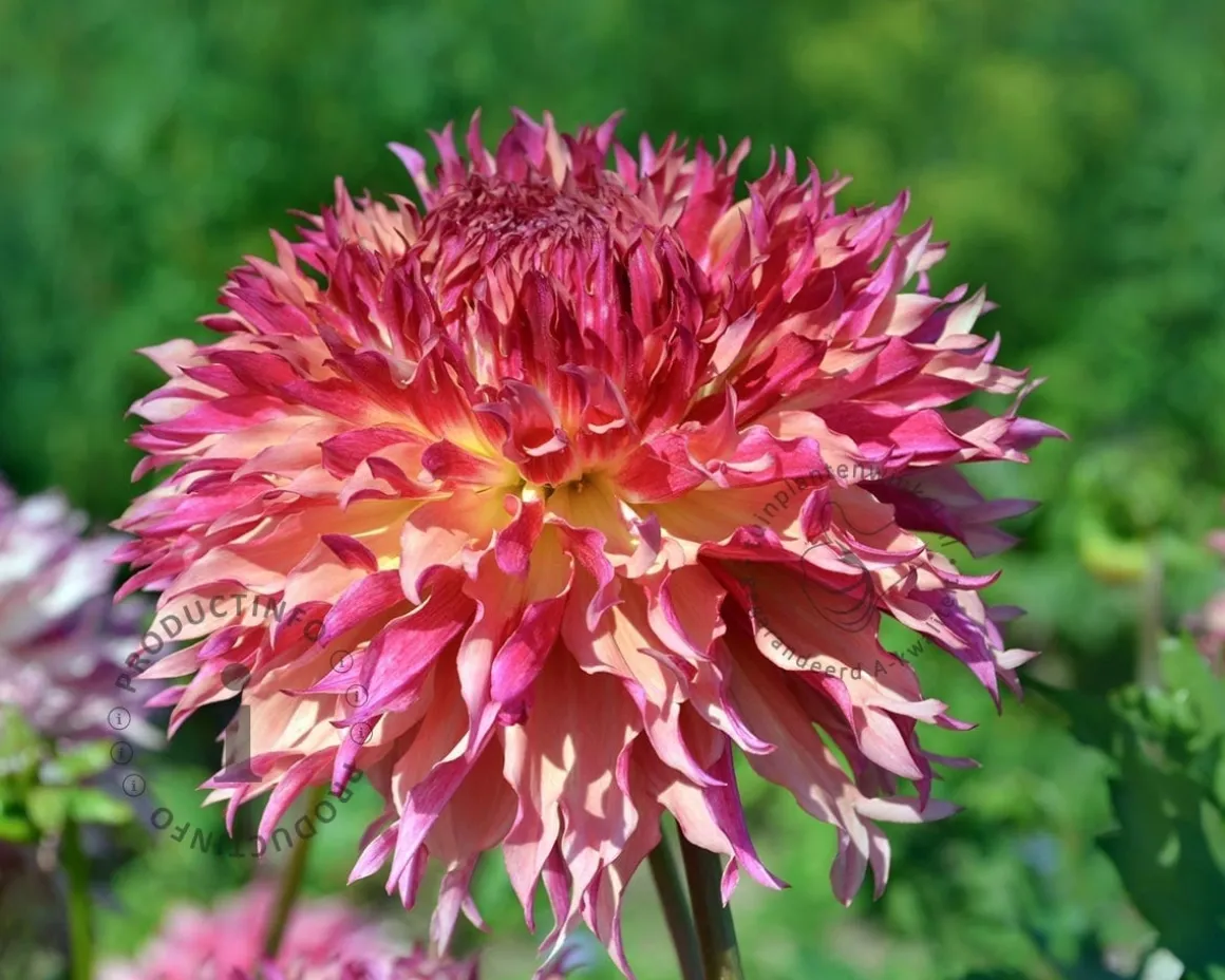 Dahlia 'Myrtle's Folly'