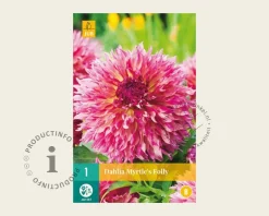 Dahlia 'Myrtle's Folly'