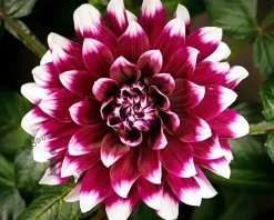 Dahlia 'Mystery Day'