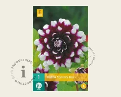 Dahlia 'Mystery Day'