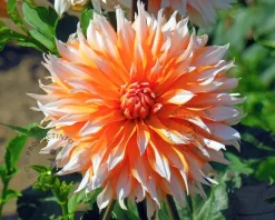 Dahlia 'Okapi's Sunset'