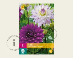 Dahlia Pink Purple Touch