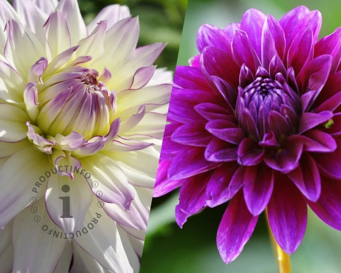 Dahlia Pink Purple Touch