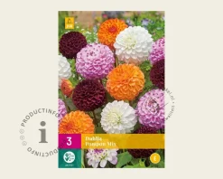 Dahlia Pompon Mix