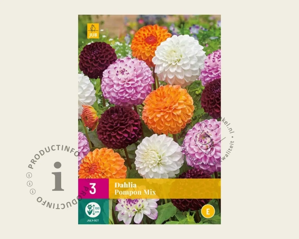 Dahlia Pompon Mix