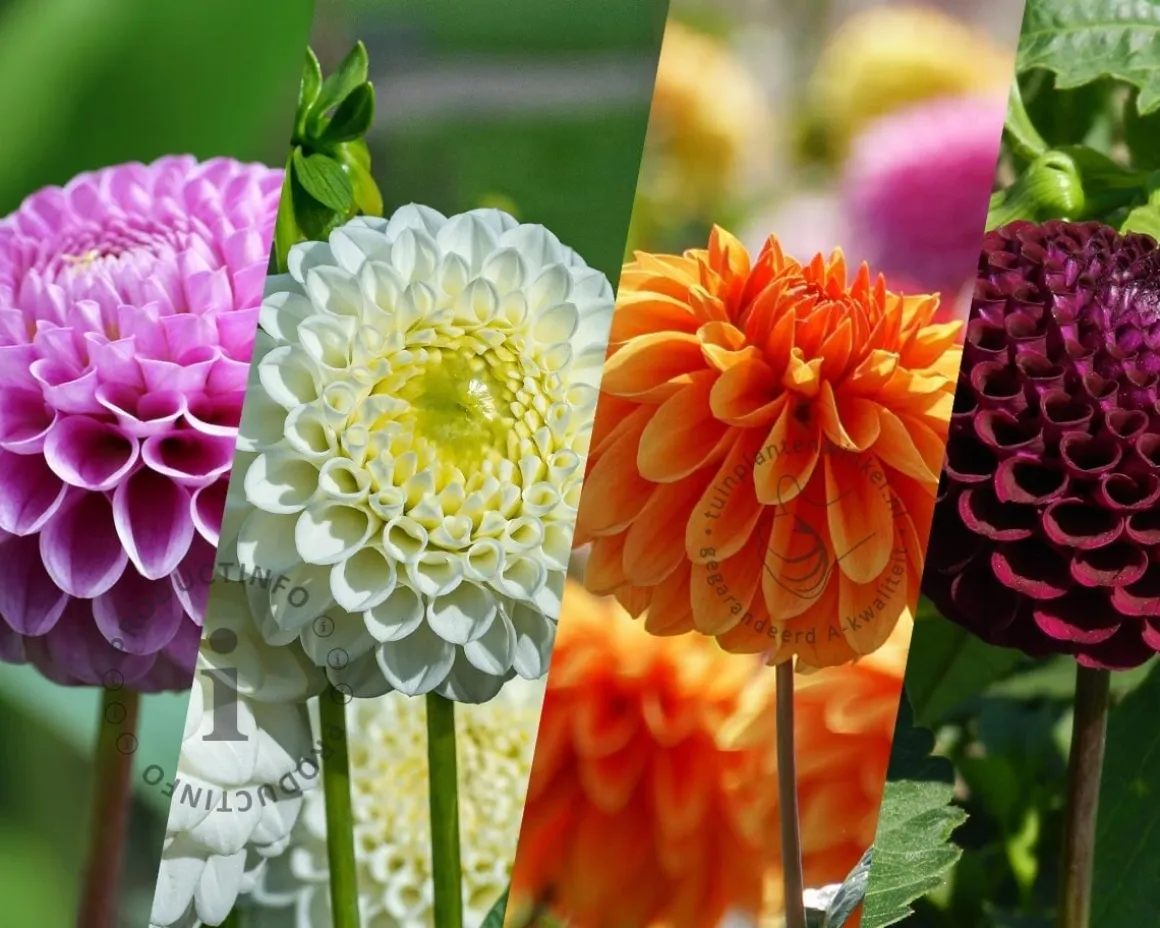 Dahlia Pompon Mix