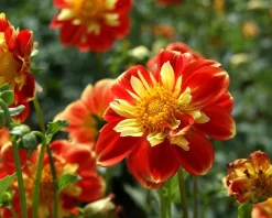 Dahlia 'Pooh'