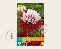 Dahlia 'Rebecca's World'
