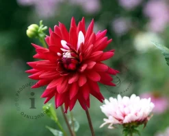 Dahlia 'Rebecca's World'
