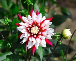 Dahlia 'Rebecca's World'