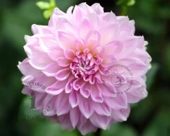 Dahlia 'Sweet Love'