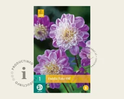 Dahlia 'Take Off'