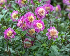 Dahlia 'Take Off'