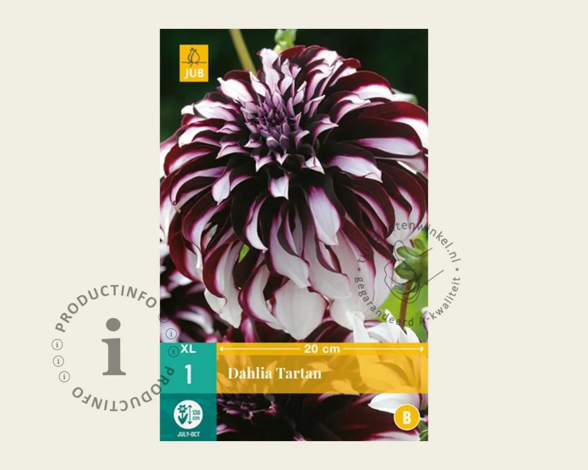 Dahlia 'Tartan'
