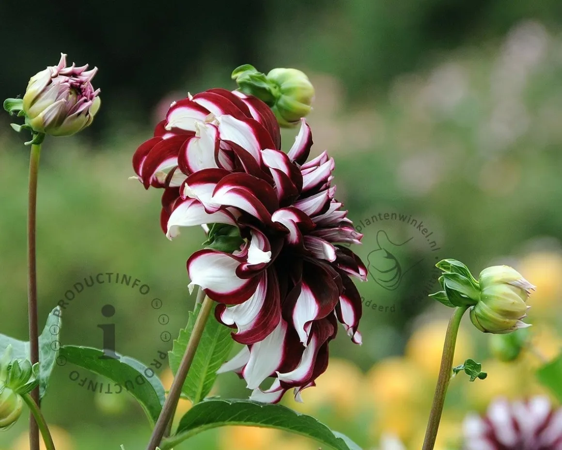 Dahlia 'Tartan'