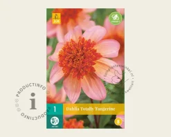 Dahlia 'Totally Tangerine'