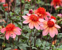 Dahlia 'Totally Tangerine'