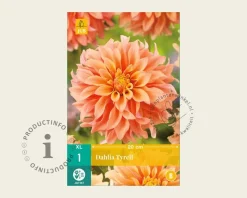 Dahlia 'Tyrell'