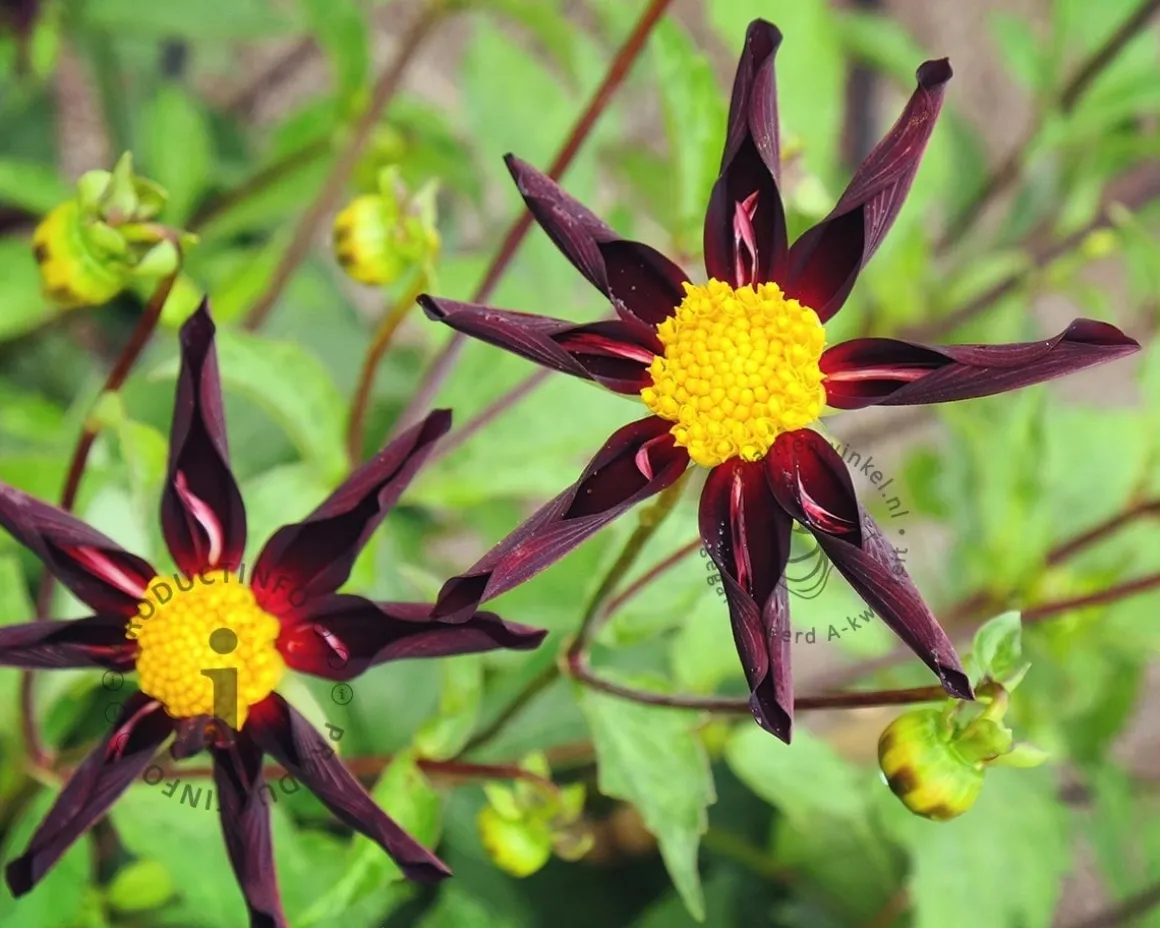Dahlia 'Verrone's Obsidian'