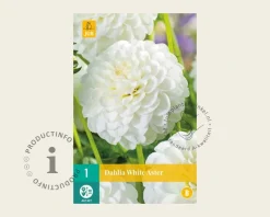 Dahlia 'White Aster'