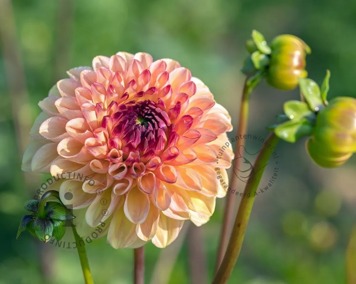 Dahlia 'Wine Eyed Jill'