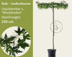 Dakamberboom