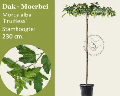 Dakmoerbei