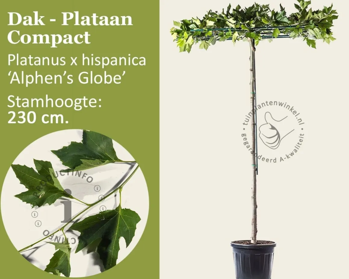 Dakplataan 'Compact'