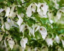 Davidia involucrata
