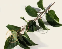 Davidia involucrata
