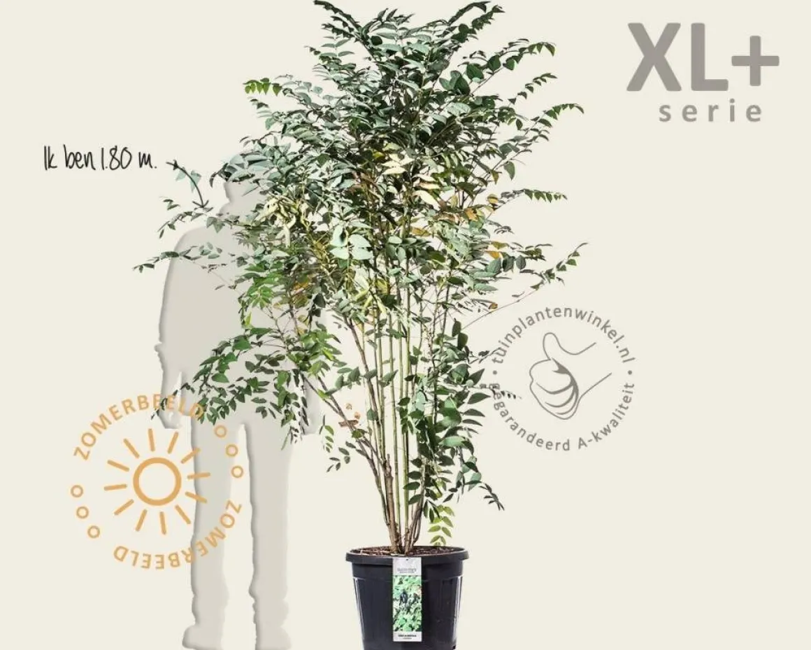 Decaisnea fargesii - XL+