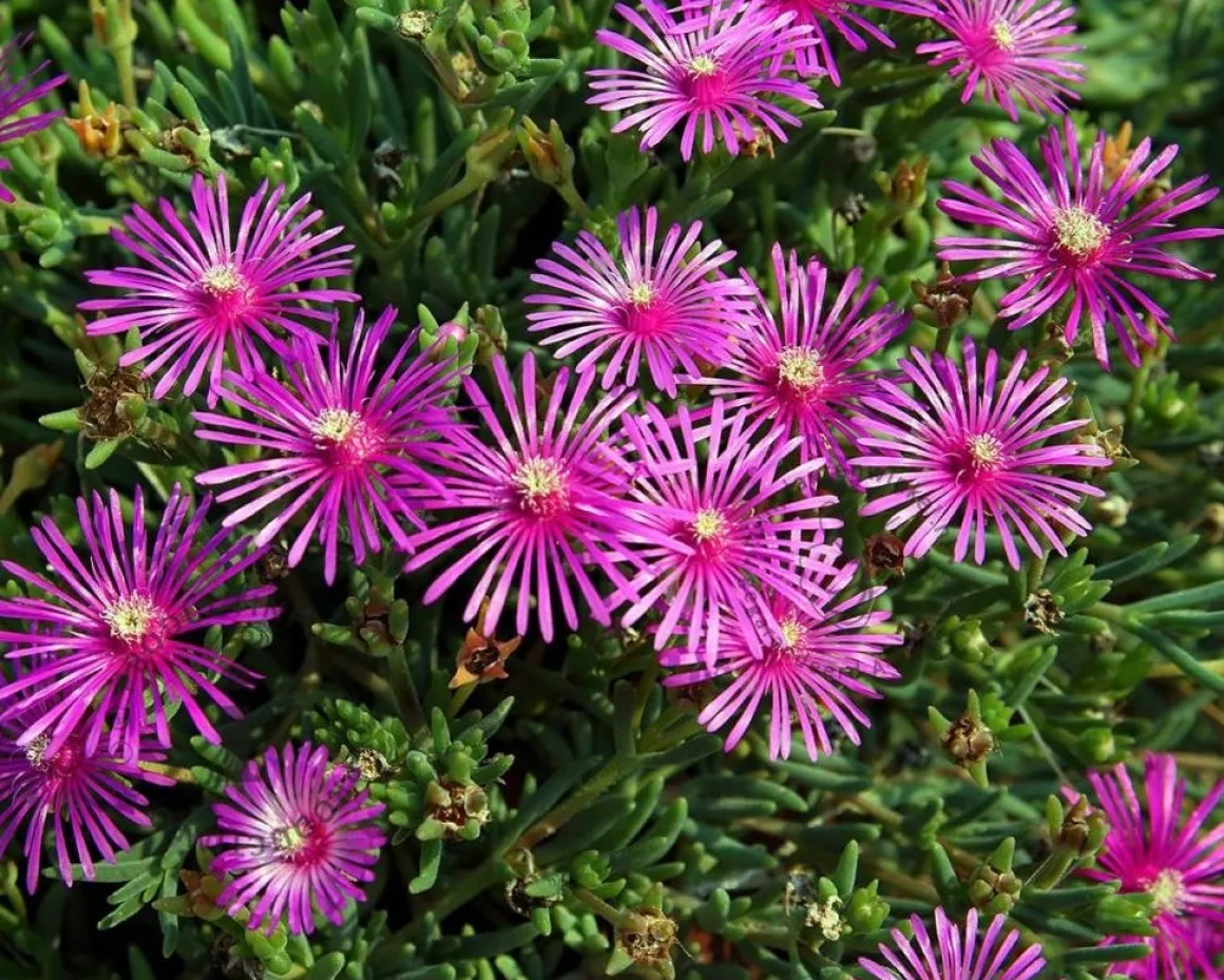 Delosperma cooperi