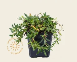 Delosperma cooperi