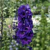 Delphinium pacific 'Black Knight'