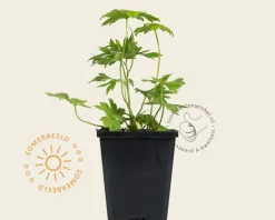 Delphinium pacific 'Black Knight'