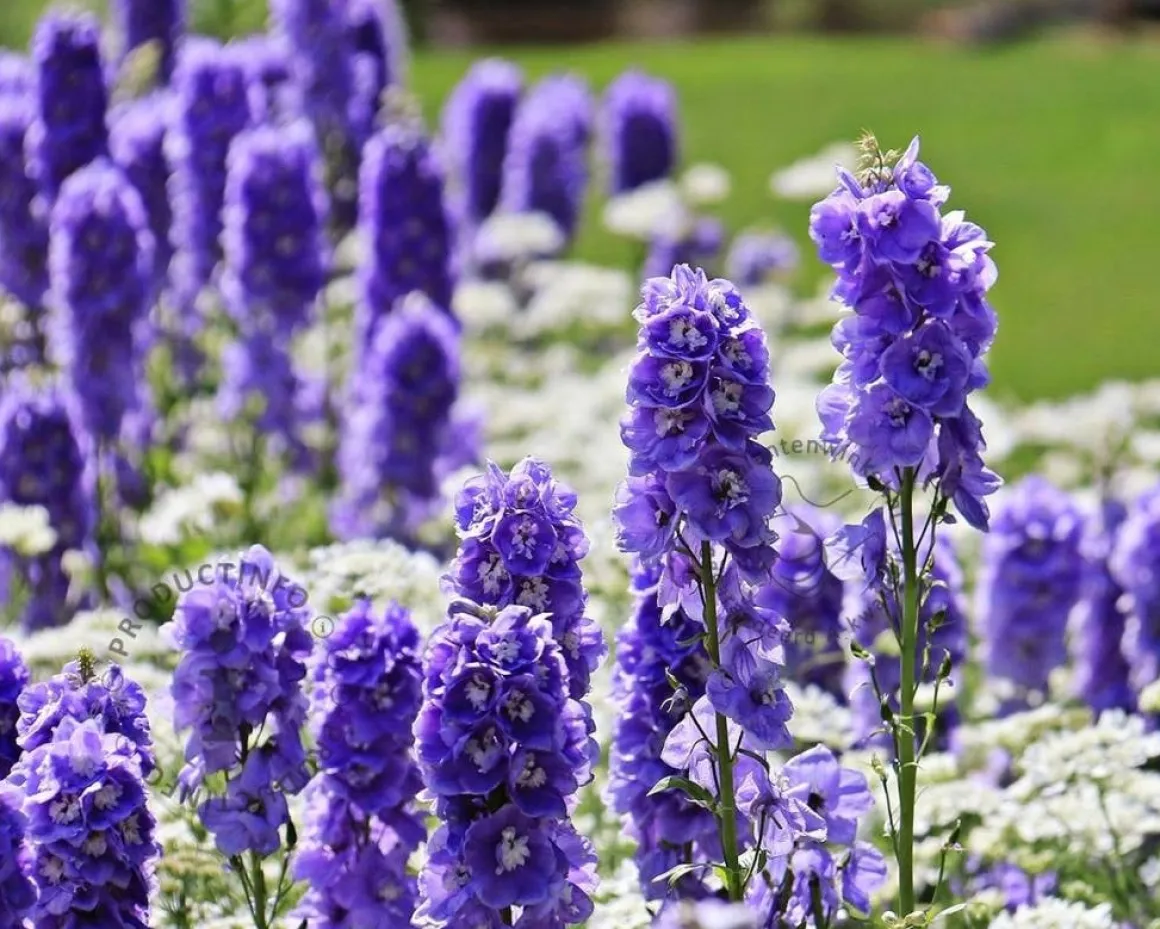 Delphinium pacific 'Blue Bird'