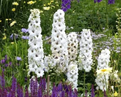 Delphinium pacific 'Galahad'