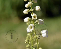 Delphinium pacific 'Galahad'