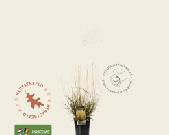 Deschampsia cespitosa