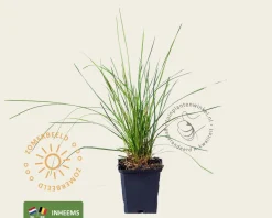 Deschampsia cespitosa