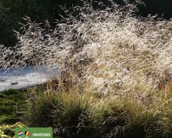 Deschampsia cespitosa