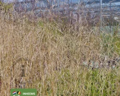 Deschampsia cespitosa