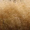 Deschampsia cespitosa 'Goldschleier'