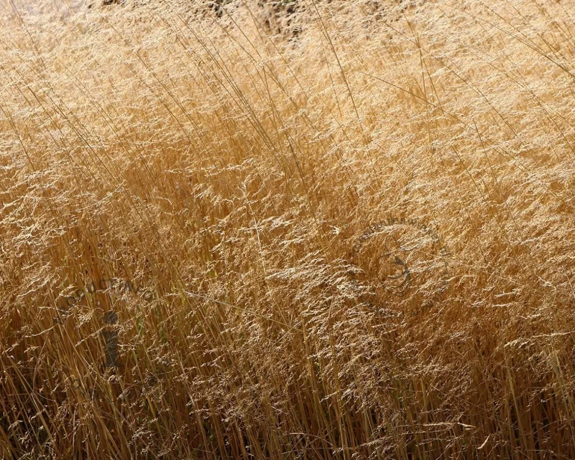 Deschampsia cespitosa 'Goldschleier'