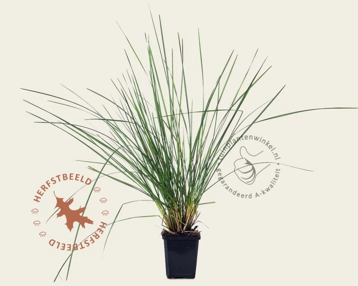 Deschampsia cespitosa 'Goldtau'